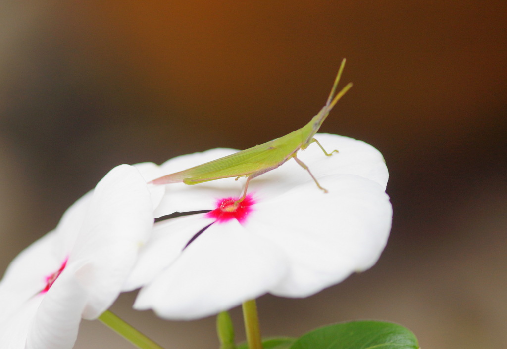 花の舞台