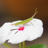 花の舞台