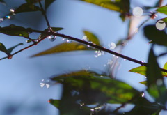 雨上がり（５）