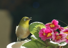 花とメジロ（その３）