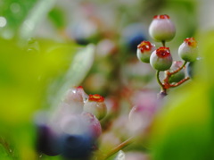 梅雨の晴れ間（５）