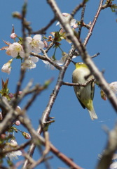 冬桜（その５）