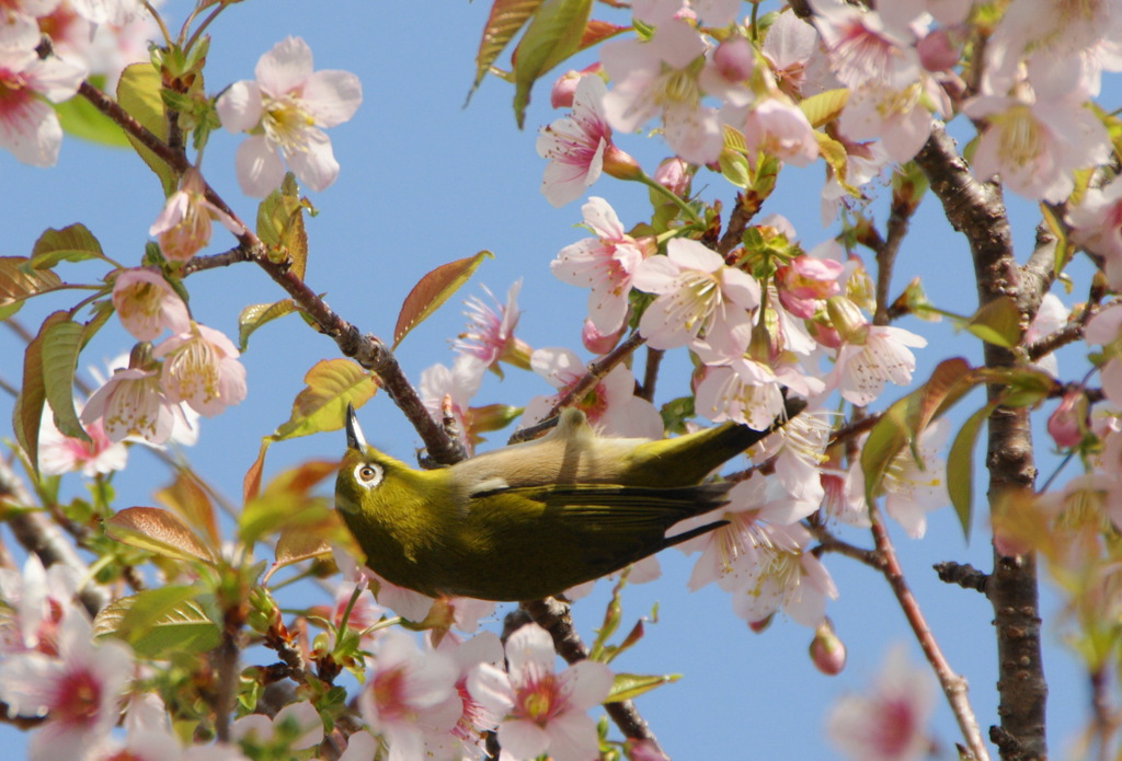 桜とメジロ（２）