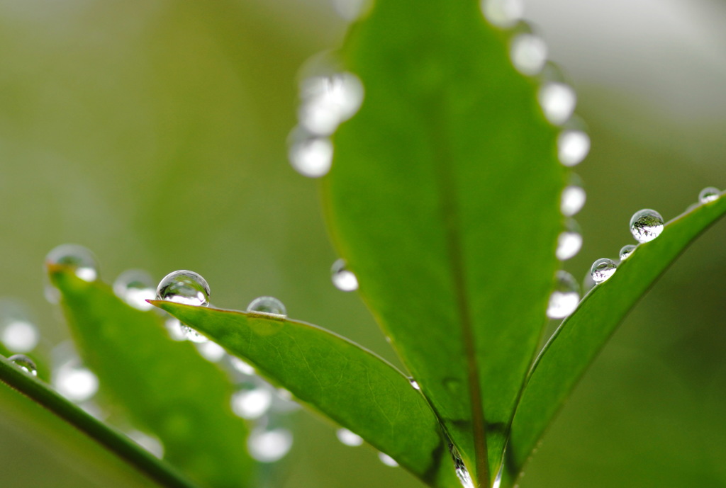 梅雨の朝