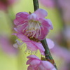 梅香る