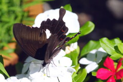夏の庭(12）