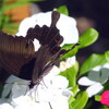 夏の庭(12）
