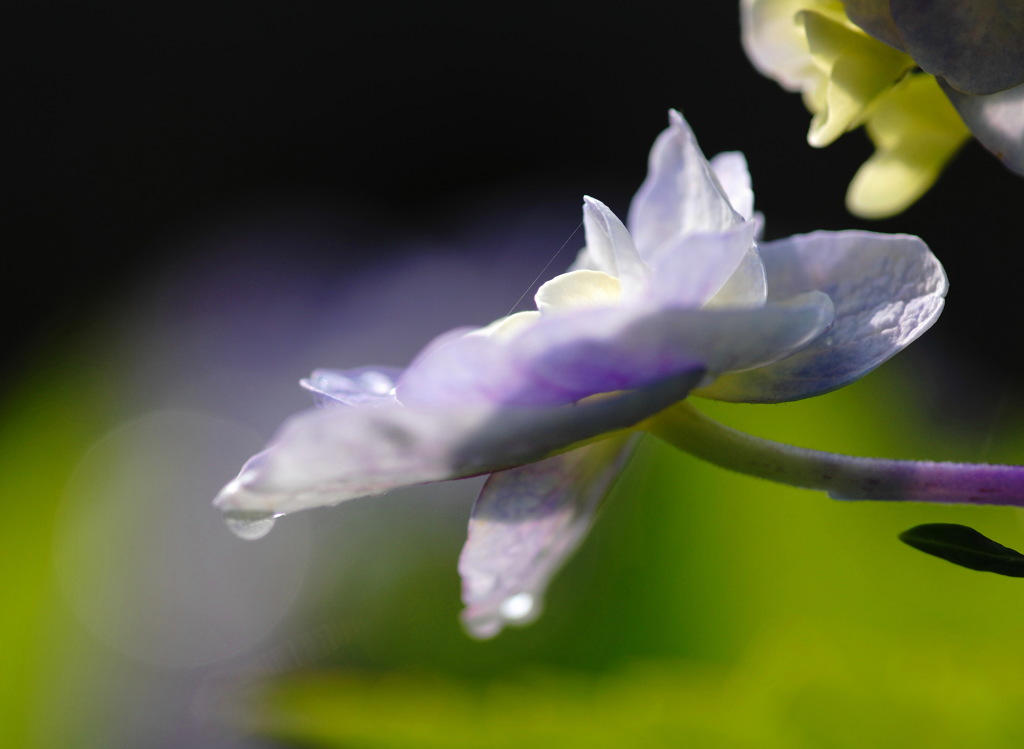 梅雨の晴れ間（３）