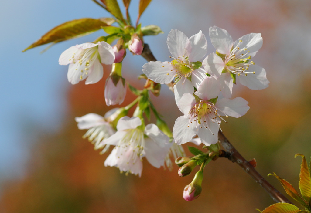 冬桜（その２）