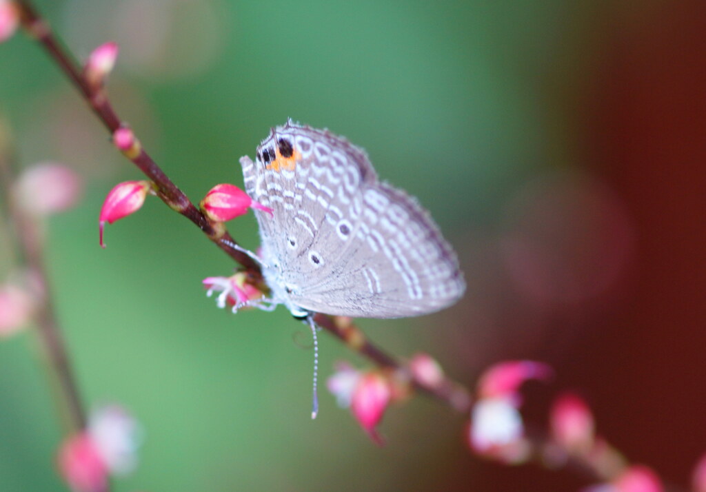 シジミチョウと花（８）