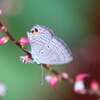 シジミチョウと花（８）