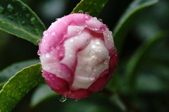 庭の草花１２
