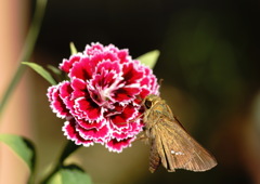 花と蝶１６