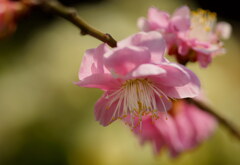 春の日差し