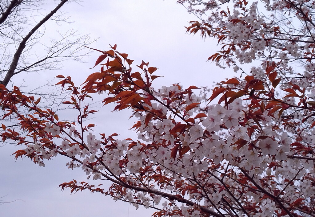 春の庭（４）