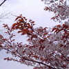 春の庭（４）