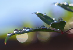 雨上がり（３）