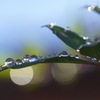 雨上がり（３）