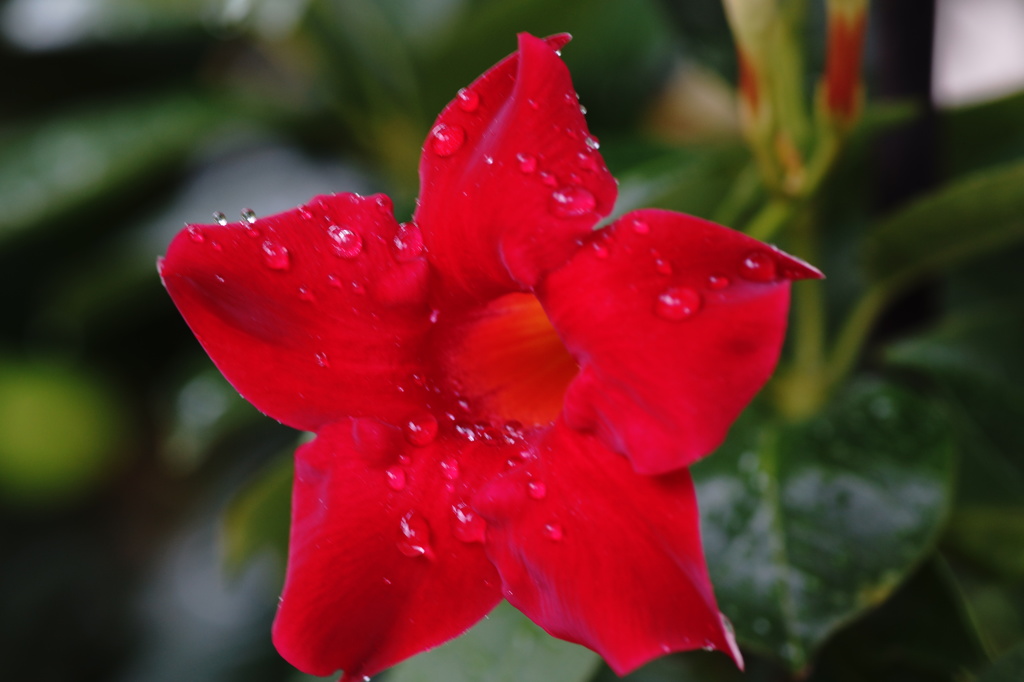 庭の草花９