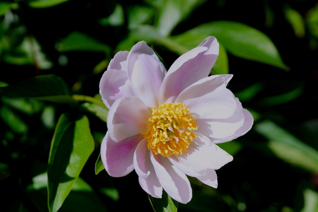 春の庭（11）