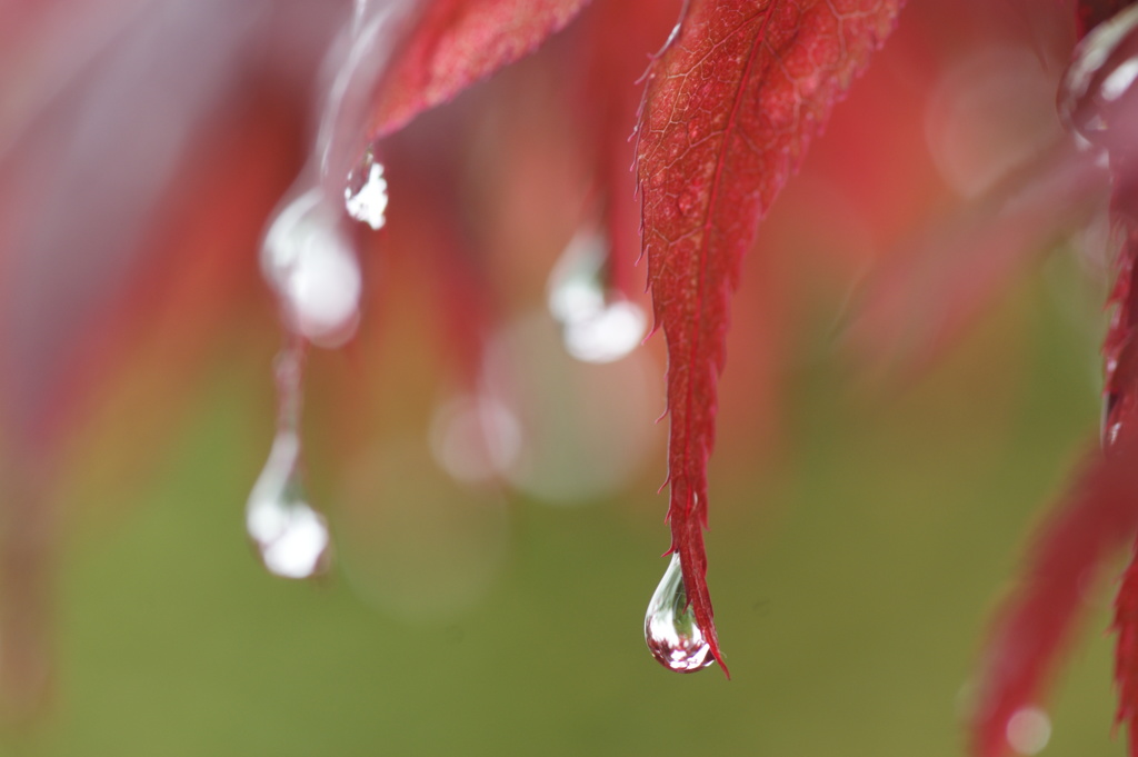 春の雨