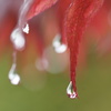 春の雨