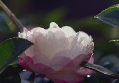 秋の庭（２）