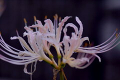 秋の庭（２）