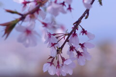 名残の花