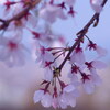 名残の花