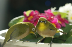 花とメジロ（その７）