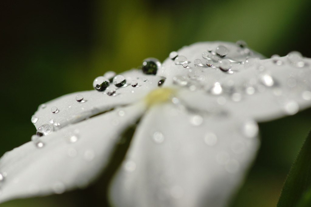 雨上がり１３