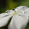 雨上がり１３