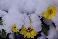初雪