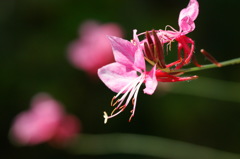 庭の草花１５