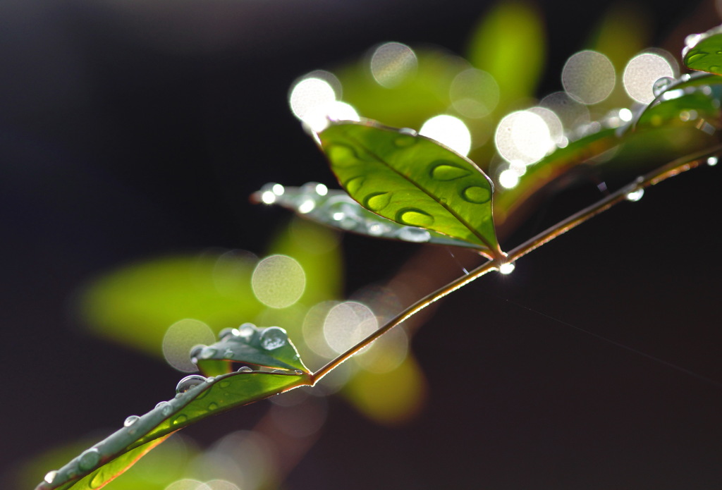 雨上がり１０