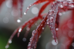 雨上がり３