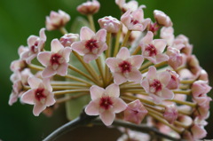 庭の草花８