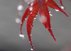 立夏の雨