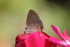シジミチョウと花（７）
