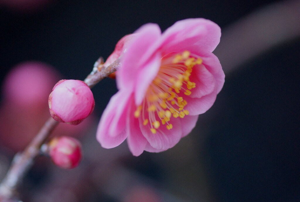 立春