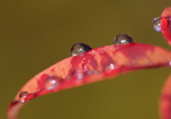 雨上がり