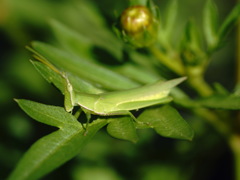 庭の昆虫１８