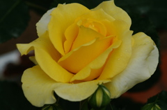 ばら（その三）