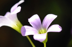 庭の草花