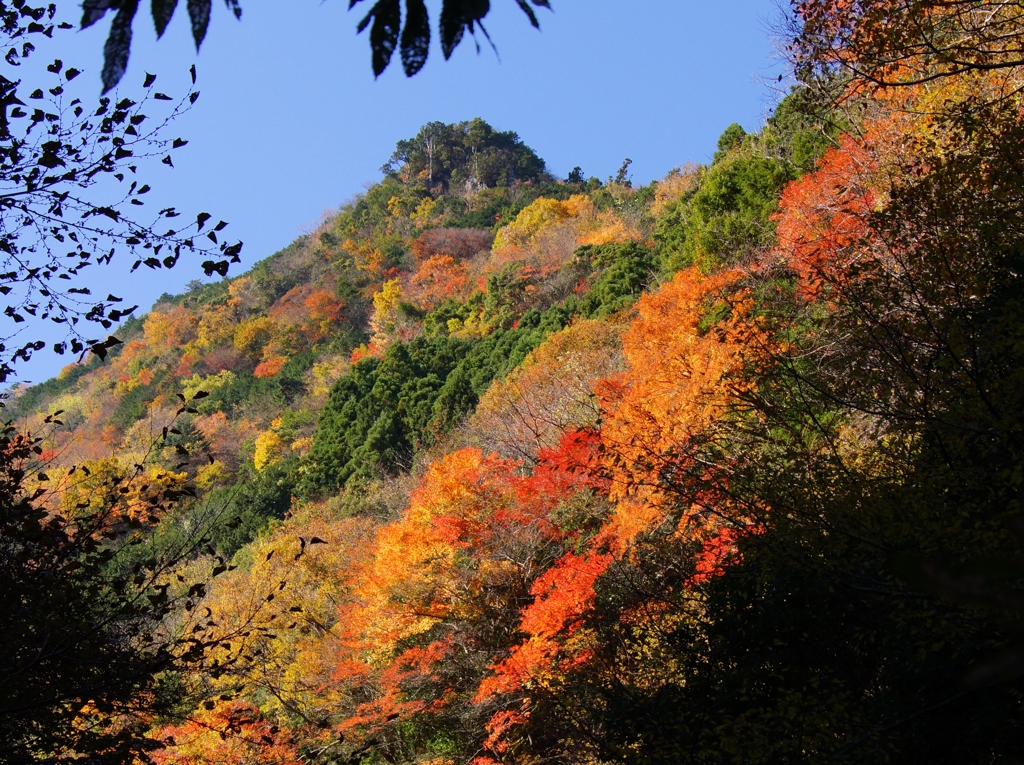 山を彩る