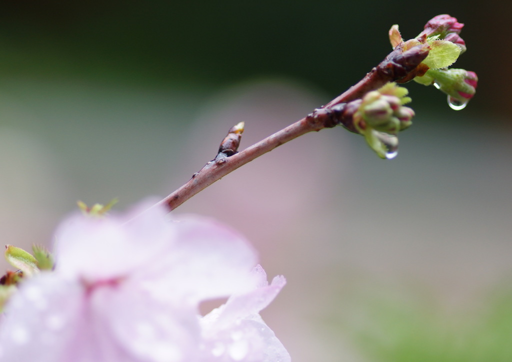 催花雨