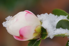 初雪（２）