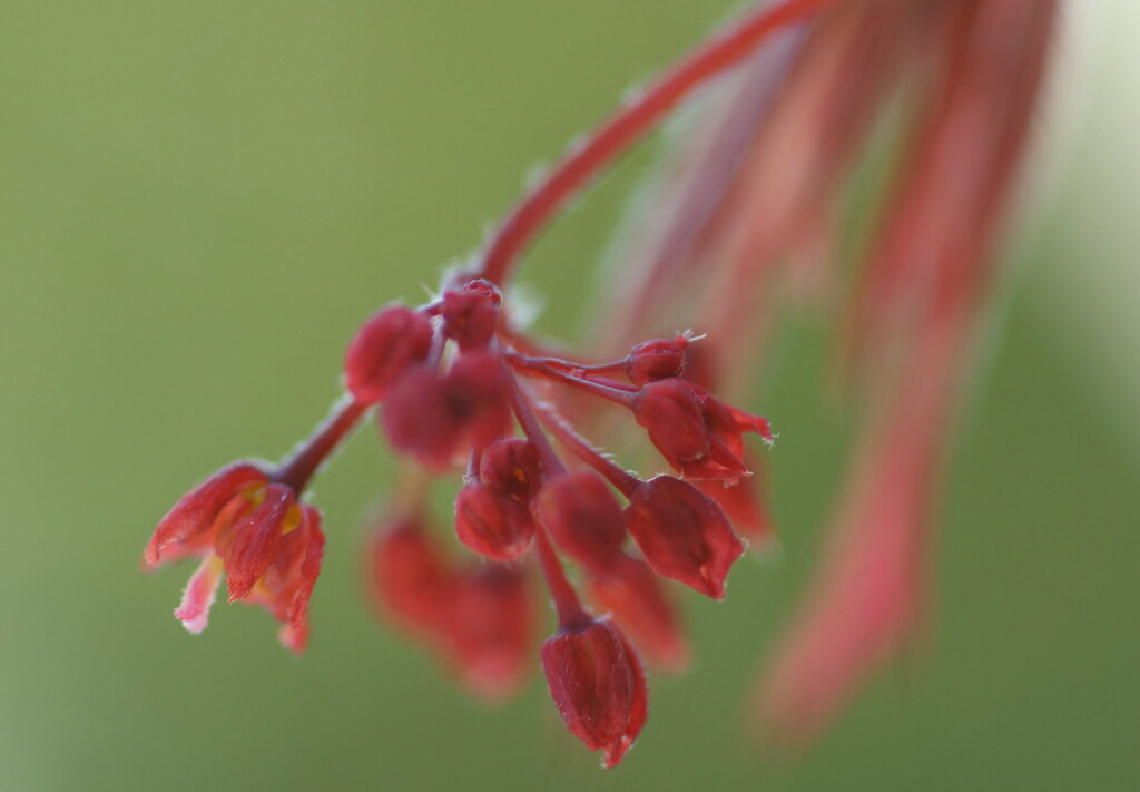 開花