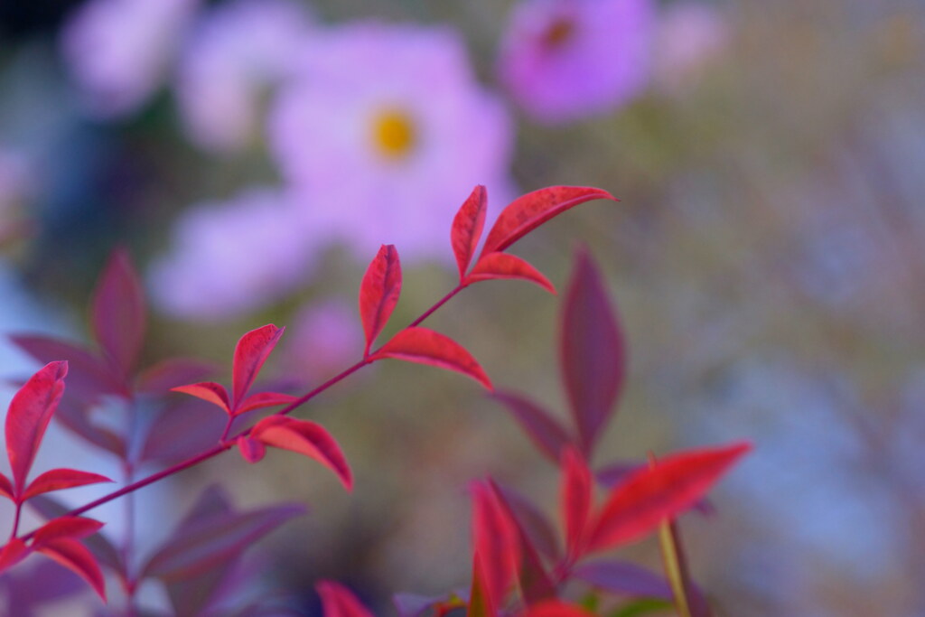 冬の庭（２）